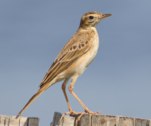 Шийхнүүхэй (Хээрийн шийхнүүхэй)